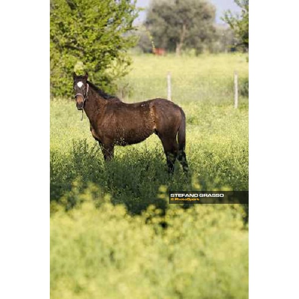 yearling in the paddocks of at Azienda Agricola Loreto Luciani Velletri (Roma) , 22nd april 2006 ph. Stefano Grasso