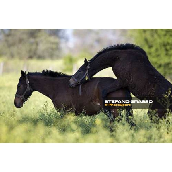 foals playing in the paddocks of at Azienda Agricola Loreto Luciani Velletri (Roma) , 22nd april 2006 ph. Stefano Grasso