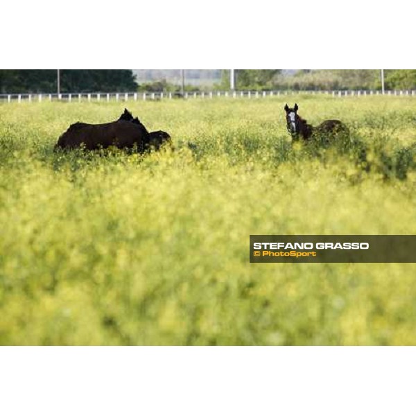 foals playing in the paddocks of Azienda Agricola Loreto Luciani Velletri (Roma) , 22nd april 2006 ph. Stefano Grasso