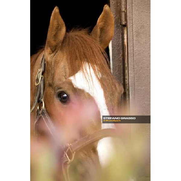 a close up for Altieri at Azienda Agricola Loreto Luciani Velletri (Roma) , 22nd april 2006 ph. Stefano Grasso