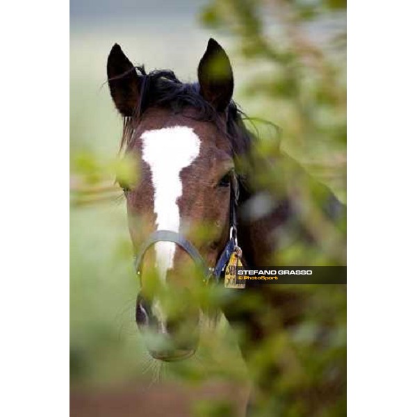 foal at Azienda Agricola Loreto Luciani Velletri (Roma) , 22nd april 2006 ph. Stefano Grasso