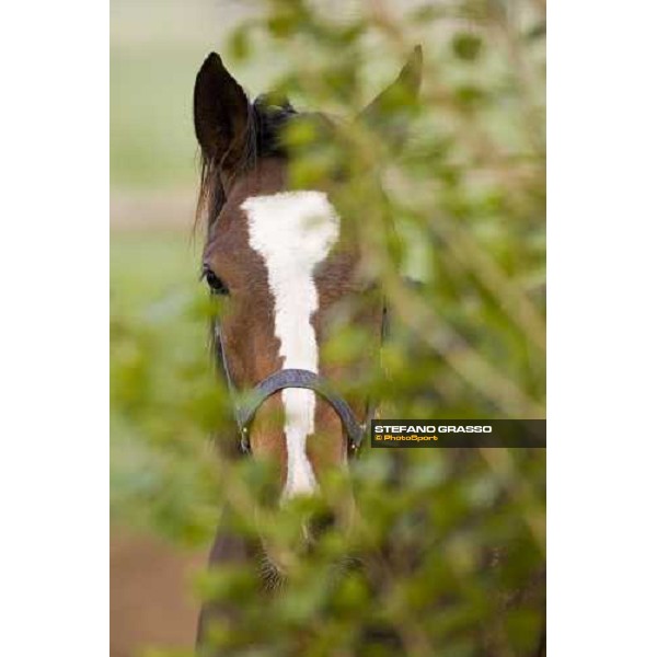 foal in the paddocks of at Azienda Agricola Loreto Luciani Velletri (Roma) , 22nd april 2006 ph. Stefano Grasso