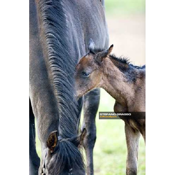 a foal with his mare in the paddocks of Azienda Agricola Loreto Luciani Velletri (Roma) , 22nd april 2006 ph. Stefano Grasso