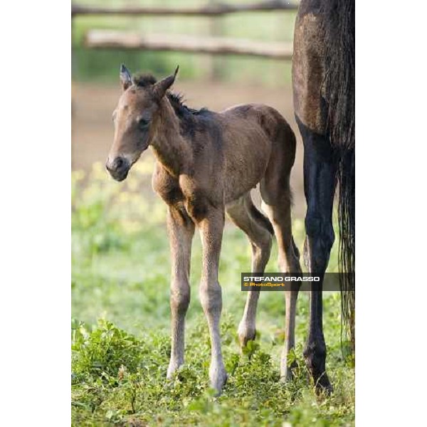 foals and mare in the paddocks of at Azienda Agricola Loreto Luciani Velletri (Roma) , 22nd april 2006 ph. Stefano Grasso