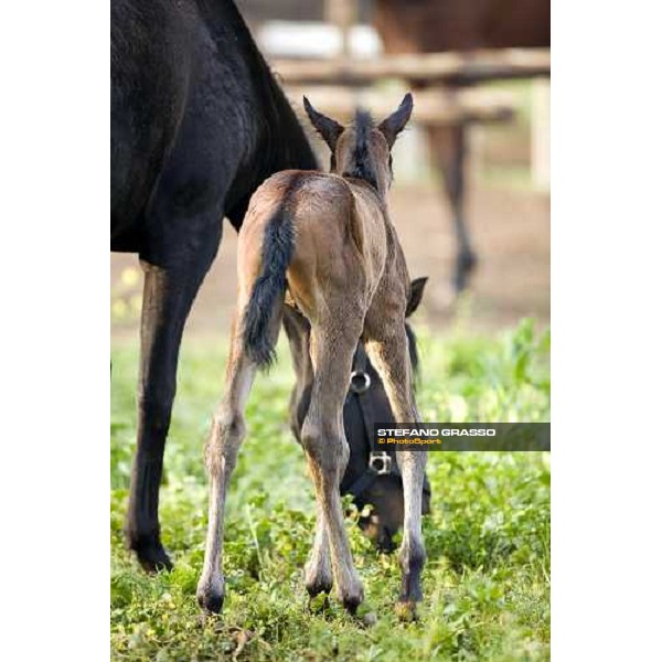 foal and mare in the paddocks of Azienda Agricola Loreto Luciani Velletri (Roma) , 22nd april 2006 ph. Stefano Grasso