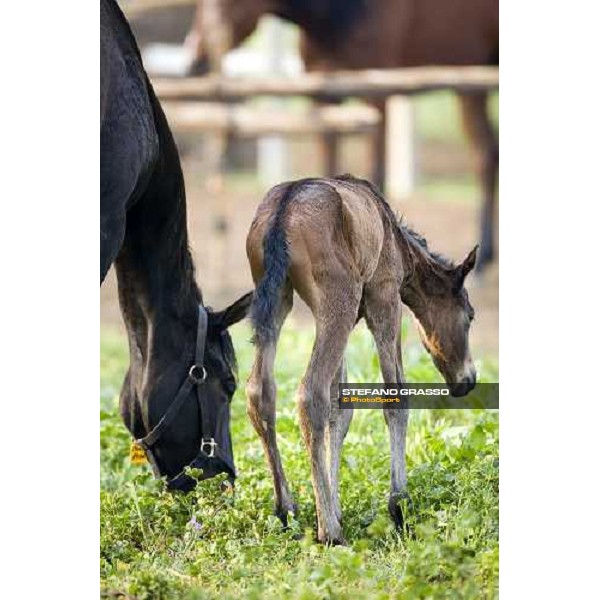 foal and mare in the paddocks of Azienda Agricola Loreto Luciani Velletri (Roma) , 22nd april 2006 ph. Stefano Grasso