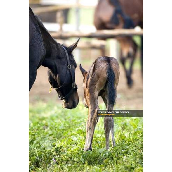 foals and mare in the paddocks of at Azienda Agricola Loreto Luciani Velletri (Roma) , 22nd april 2006 ph. Stefano Grasso