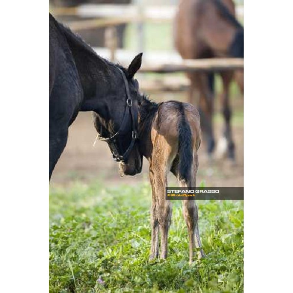 foal and mare in the paddocks of Azienda Agricola Loreto Luciani Velletri (Roma) , 22nd april 2006 ph. Stefano Grasso