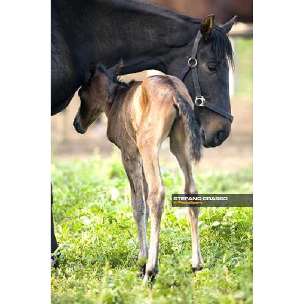 foals and mare in the paddocks of at Azienda Agricola Loreto Luciani Velletri (Roma) , 22nd april 2006 ph. Stefano Grasso