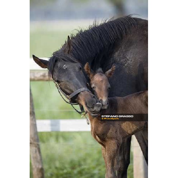 foal and mare in the paddocks of Azienda Agricola Luciani Velletri (Roma), 22nd april 2006 ph. Stefano Grasso