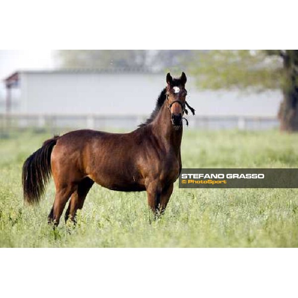 a yearling in the paddocks of at Azienda Agricola Loreto Luciani Velletri (Roma) , 22nd april 2006 ph. Stefano Grasso