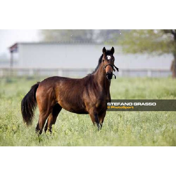 a yearling in the paddocks of Azienda Agricola Loreto Luciani Velletri (Roma) , 22nd april 2006 ph. Stefano Grasso