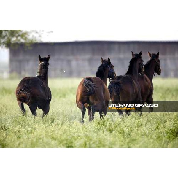 yearlings in the paddocks of Azienda Agricola Loreto Luciani Velletri (Roma) , 22nd april 2006 ph. Stefano Grasso