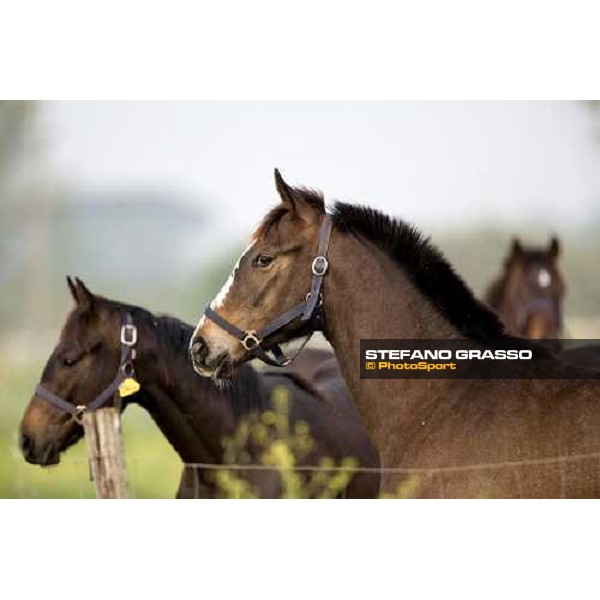 foals in the paddocks of at Azienda Agricola Loreto Luciani Velletri (Roma) , 22nd april 2006 ph. Stefano Grasso