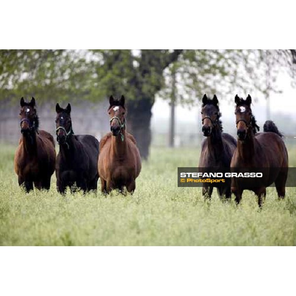 yearlings in the paddock of Azienda Agricola Luciani Velletri (Roma), 22nd april 2006 ph.Stefano Grasso