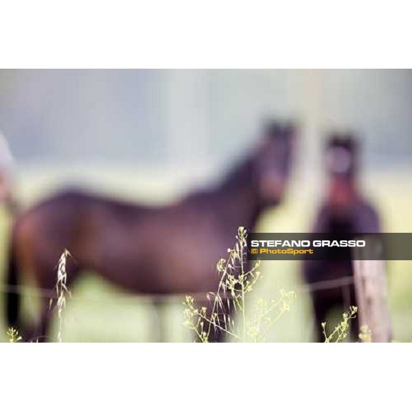 yearlings in the paddocks of at Azienda Agricola Loreto Luciani Velletri (Roma) , 22nd april 2006 ph. Stefano Grasso