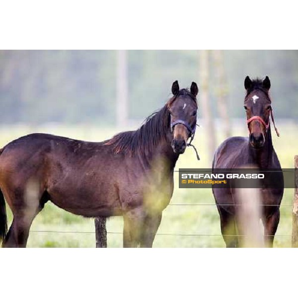 foals playing in the paddocks of Azienda Agricola Loreto Luciani Velletri (Roma) , 22nd april 2006 ph. Stefano Grasso