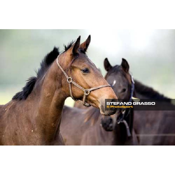 foals in the paddocks of Azienda Agricola Loreto Luciani Velletri (Roma) , 22nd april 2006 ph. Stefano Grasso