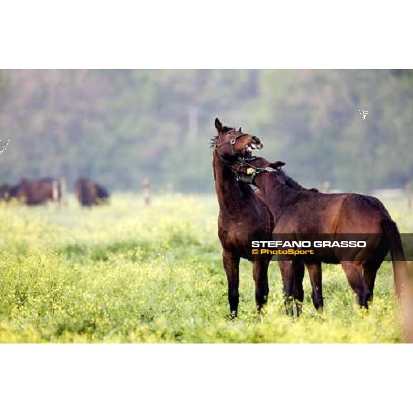 foals palying in the paddocks of at Azienda Agricola Loreto Luciani Velletri (Roma) , 22nd april 2006 ph. Stefano Grasso