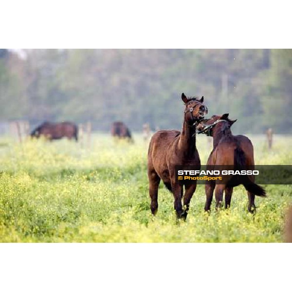 foals palying in the paddocks of at Azienda Agricola Loreto Luciani Velletri (Roma) , 22nd april 2006 ph. Stefano Grasso