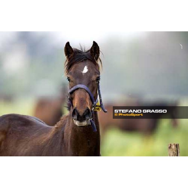 a foal in the paddocks of Azienda Agricola Loreto Luciani Velletri (Roma) , 22nd april 2006 ph. Stefano Grasso