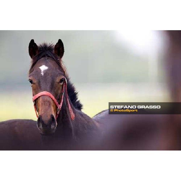 foal playing in the paddocks of Azienda Agricola Loreto Luciani Velletri (Roma) , 22nd april 2006 ph. Stefano Grasso