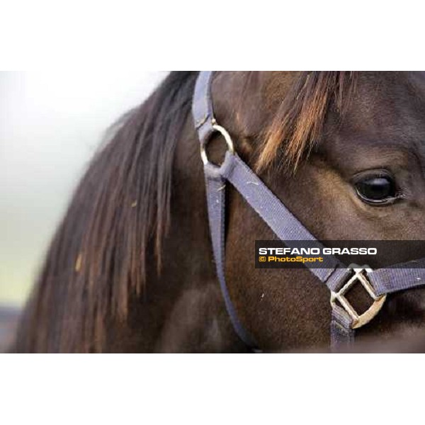 a yearling in the paddocks of at Azienda Agricola Loreto Luciani Velletri (Roma) , 22nd april 2006 ph. Stefano Grasso