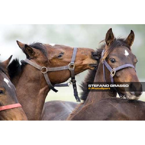 foals playing in the paddocks of Azienda Agricola Loreto Luciani Velletri (Roma) , 22nd april 2006 ph. Stefano Grasso