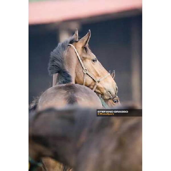 foals playing in the paddocks of Azienda Agricola Loreto Luciani Velletri (Roma) , 22nd april 2006 ph. Stefano Grasso