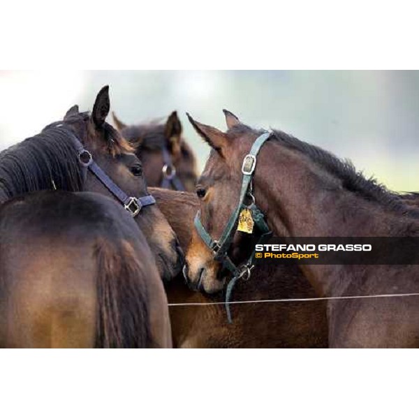 foals in the paddocks of at Azienda Agricola Loreto Luciani Velletri (Roma) , 22nd april 2006 ph. Stefano Grasso