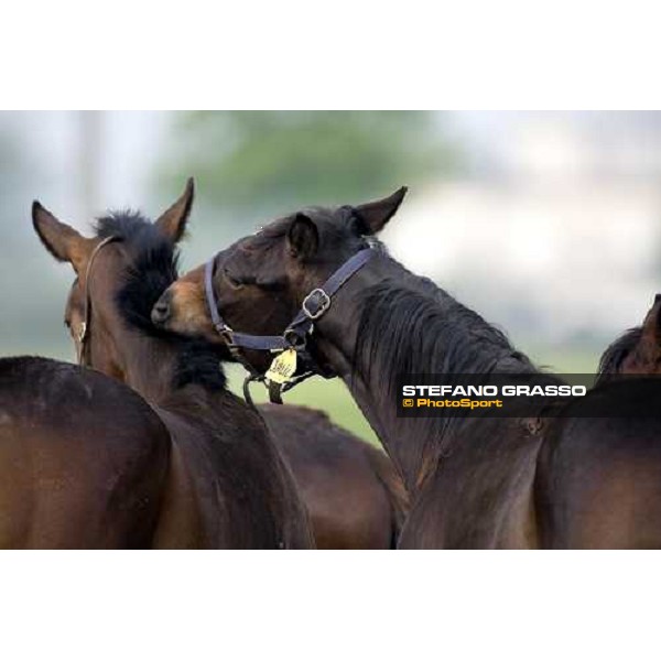 foals playing in the paddocks of Azienda Agricola Loreto Luciani Velletri (Roma) , 22nd april 2006 ph. Stefano Grasso