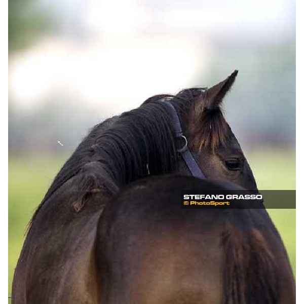 a foal in the paddocks of Azienda Agricola Loreto Luciani Velletri (Roma) , 22nd april 2006 ph. Stefano Grasso