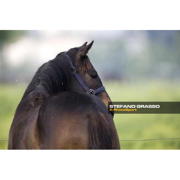 a foal in the paddocks of Azienda Agricola Loreto Luciani Velletri (Roma) , 22nd april 2006 ph. Stefano Grasso