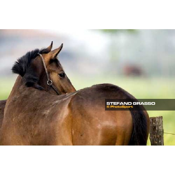 foal in the paddocks of at Azienda Agricola Loreto Luciani Velletri (Roma) , 22nd april 2006 ph. Stefano Grasso