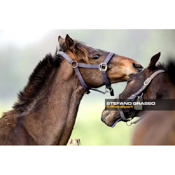 foals playing in the paddocks of Azienda Agricola Loreto Luciani Velletri (Roma) , 22nd april 2006 ph. Stefano Grasso