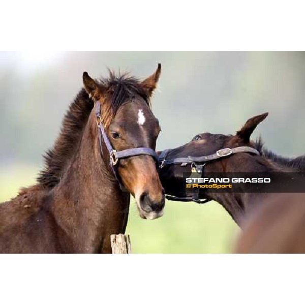 foals palying in the paddocks of Azienda Agricola Loreto Luciani Velletri (Roma) , 22nd april 2006 ph. Stefano Grasso