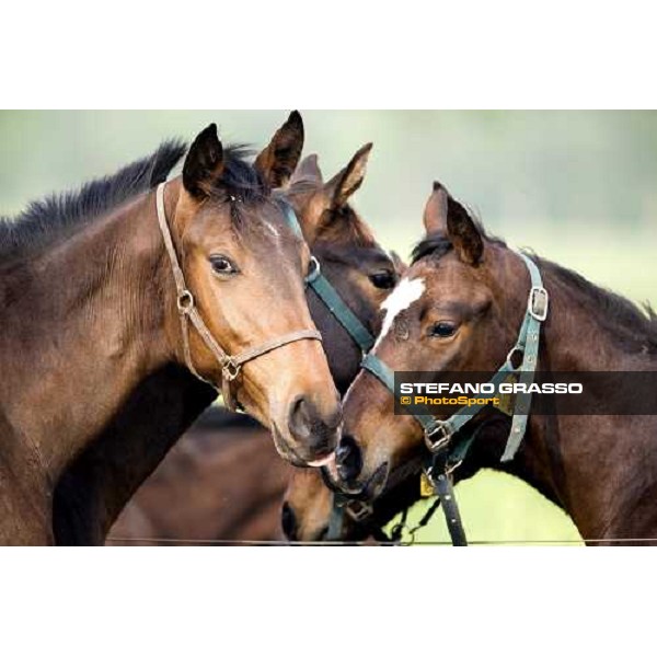 foals playing in the paddocks of Azienda Agricola Loreto Luciani Velletri (Roma) , 22nd april 2006 ph. Stefano Grasso