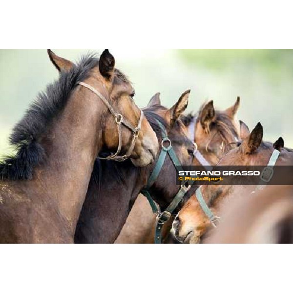foals playing in the paddocks of Azienda Agricola Loreto Luciani Velletri (Roma) , 22nd april 2006 ph. Stefano Grasso