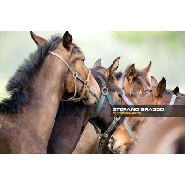 foals playing in the paddocks of Azienda Agricola Loreto Luciani Velletri (Roma) , 22nd april 2006 ph. Stefano Grasso