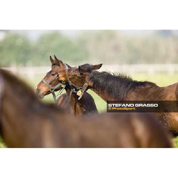 foals playing in the paddocks of at Azienda Agricola Loreto Luciani Velletri (Roma) , 22nd april 2006 ph. Stefano Grasso