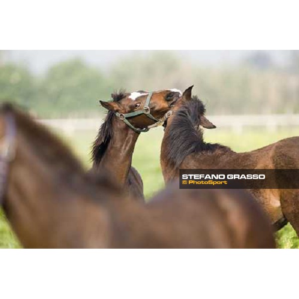 foals playing in the paddocks of Azienda Agricola Loreto Luciani Velletri (Roma) , 22nd april 2006 ph. Stefano Grasso