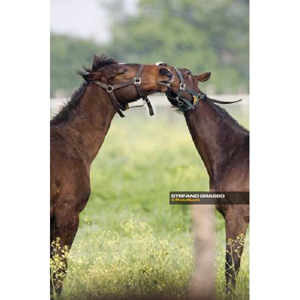 foals playing in the paddocks of Azienda Agricola Loreto Luciani Velletri (Roma) , 22nd april 2006 ph. Stefano Grasso