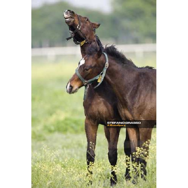 foals playing in the paddocks of at Azienda Agricola Loreto Luciani Velletri (Roma) , 22nd april 2006 ph. Stefano Grasso