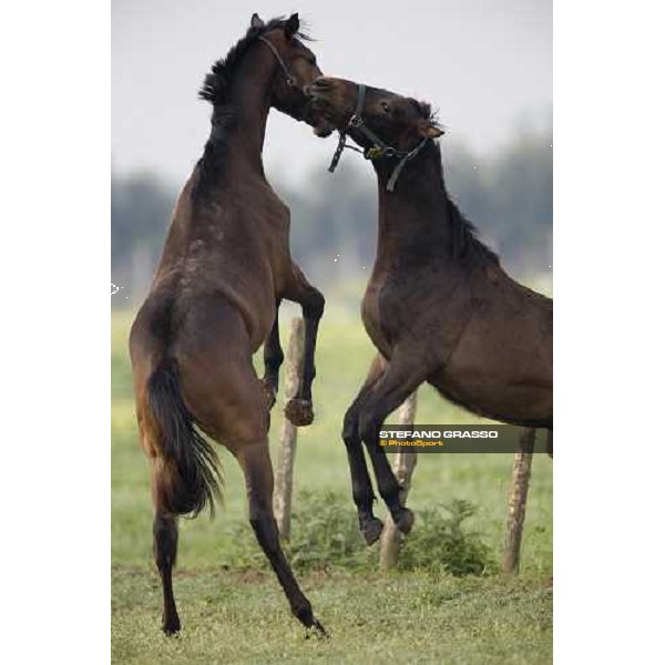 foals playing in the paddocks of Azienda Agricola Loreto Luciani Velletri (Roma) , 22nd april 2006 ph. Stefano Grasso