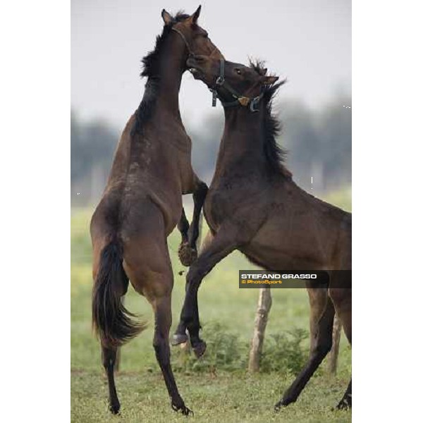 foals playing in the paddocks of Azienda Agricola Loreto Luciani Velletri (Roma) , 22nd april 2006 ph. Stefano Grasso