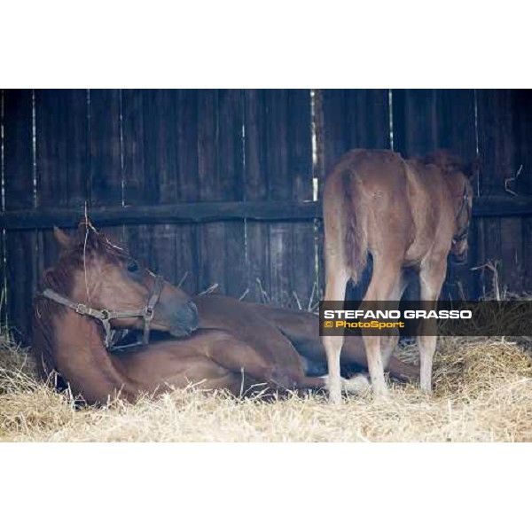 foals and mare in the paddocks of at Azienda Agricola Loreto Luciani Velletri (Roma) , 22nd april 2006 ph. Stefano Grasso