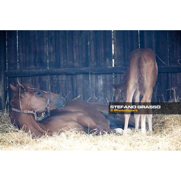 foals and mare in the paddocks of at Azienda Agricola Loreto Luciani Velletri (Roma) , 22nd april 2006 ph. Stefano Grasso