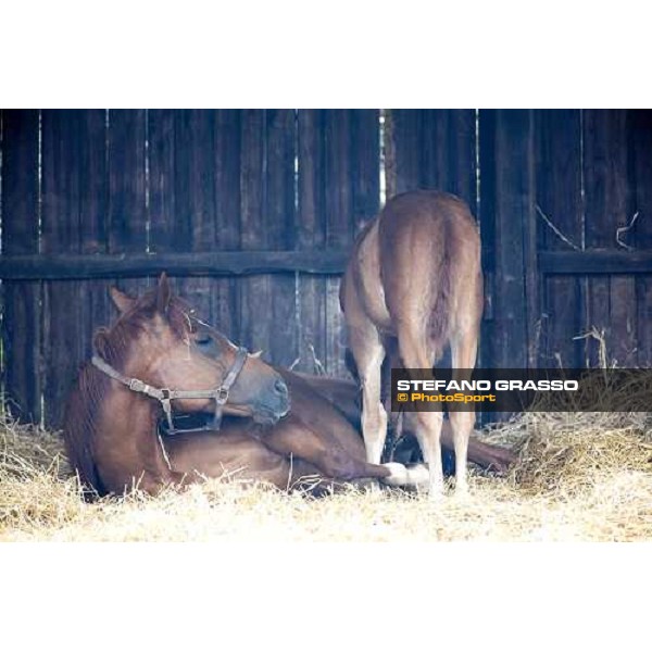 a foal and mare in the paddocks of Azienda Agricola Loreto Luciani Velletri (Roma) , 22nd april 2006 ph. Stefano Grasso