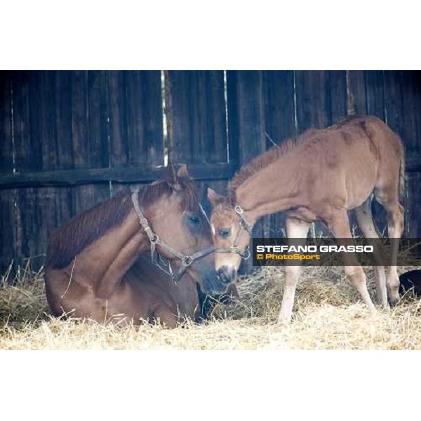 foal and mare in the paddocks of Azienda Agricola Loreto Luciani Velletri (Roma) , 22nd april 2006 ph. Stefano Grasso