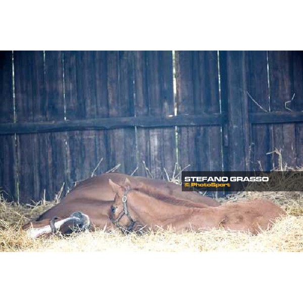 foal and mare in the paddocks of Azienda Agricola Loreto Luciani Velletri (Roma) , 22nd april 2006 ph. Stefano Grasso